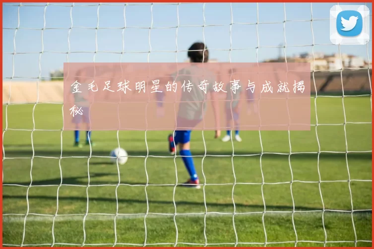 金毛足球明星的传奇故事与成就揭秘